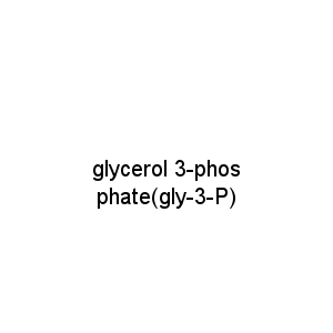 glycerol 3-phosphate(gly-3-P)